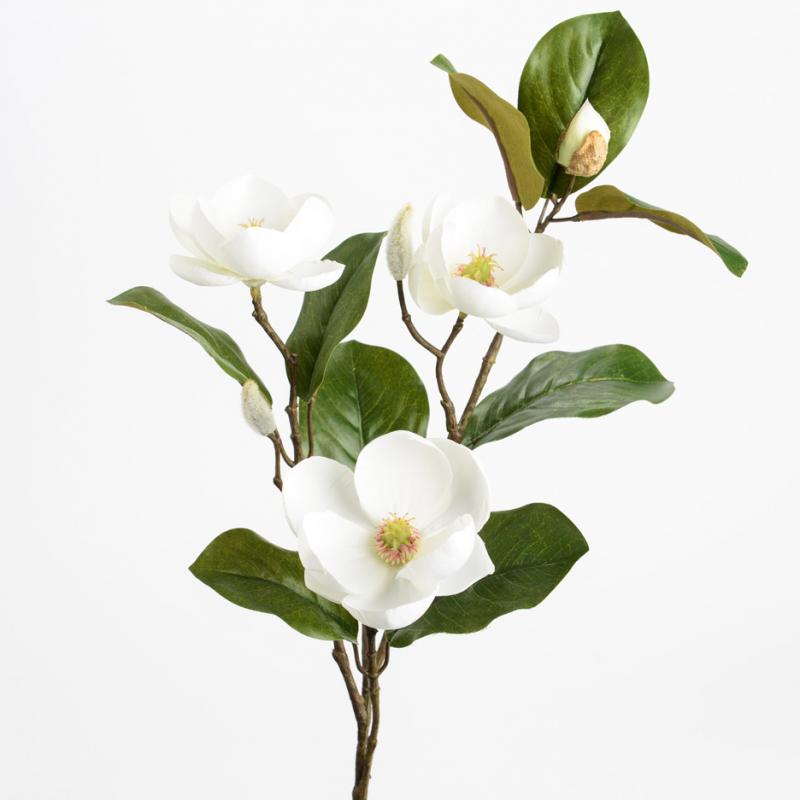 Magnolia Victoria