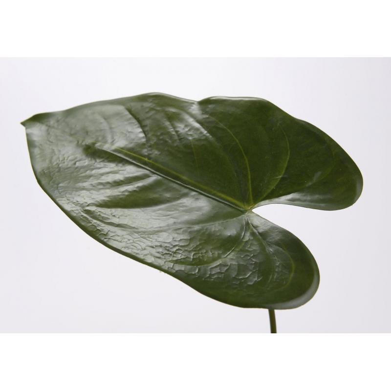 Feuille Anthurium