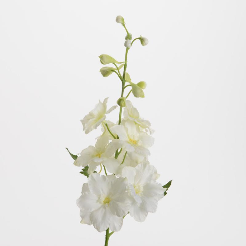 Delphinium Blanc